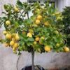 ⁦ليمون شهري⁩ - الصورة ⁦5⁩