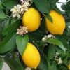 ⁦ليمون شهري⁩ - الصورة ⁦4⁩