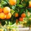 ⁦شتل برتقال جميع الانواع⁩ - الصورة ⁦6⁩